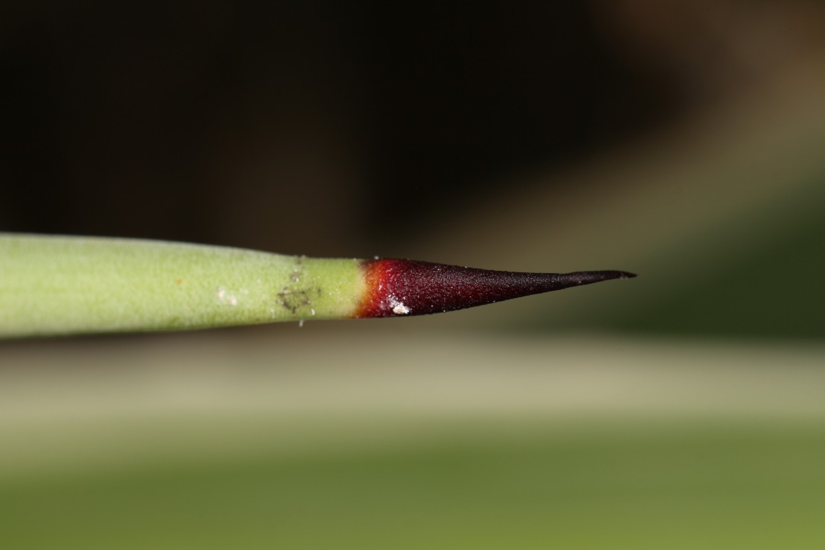 Agave angustifolia Haw.